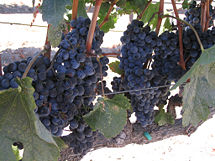 Merlot Grapes