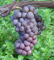 Pinot Grigio/Pinot Gris Grape