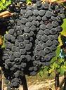 Sangiovese Grapes