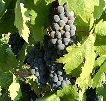 Zinfandel Grapes